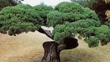 나무 : 섬향나무
